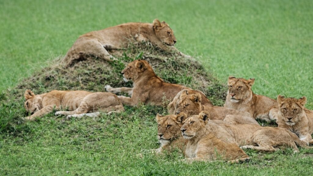 file_00000000477c720caab0d06965c3e38e~2